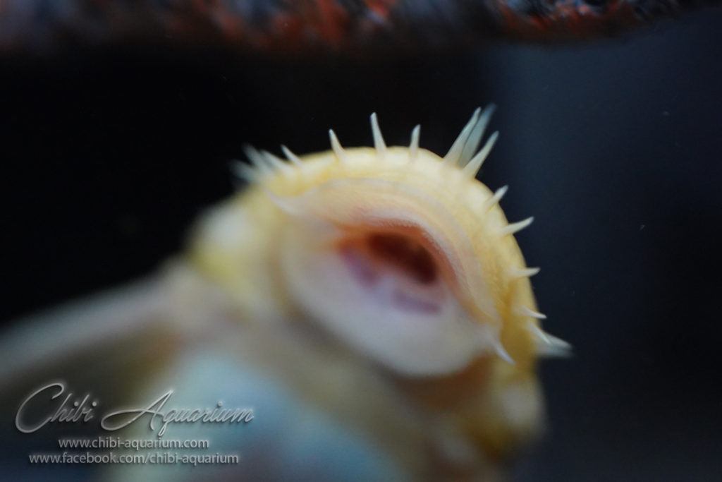 Update on my albino bristlenose plecos