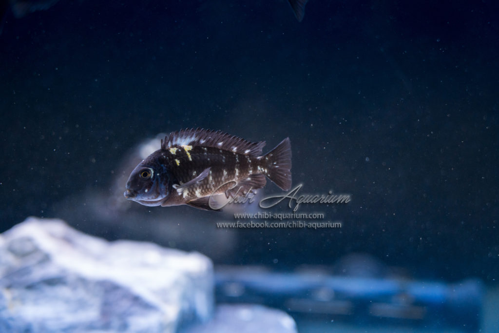 Some pics of the tropheus Duboisi female