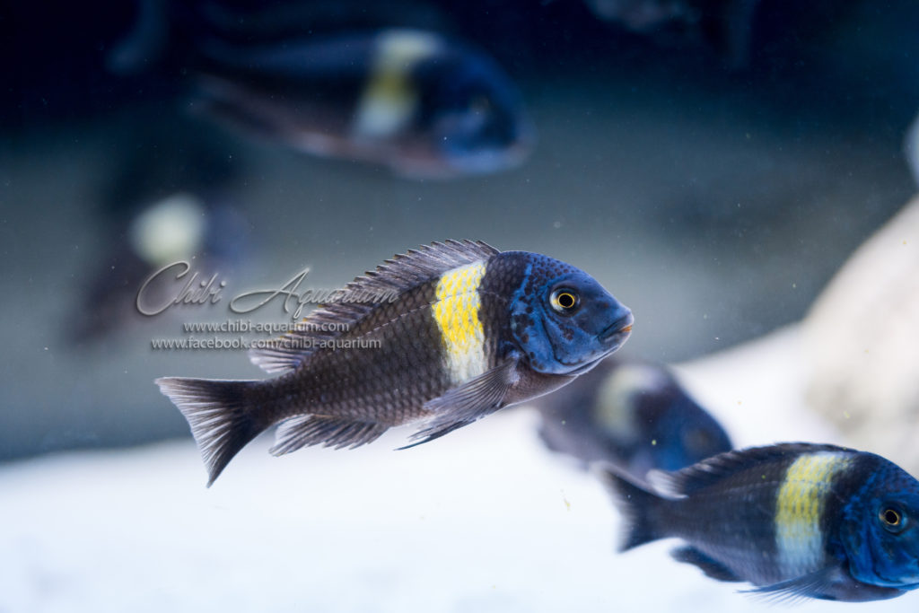 New Tropheus Duboisi Pics