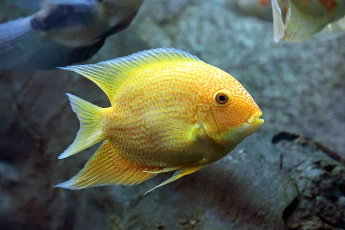 Severum care sale