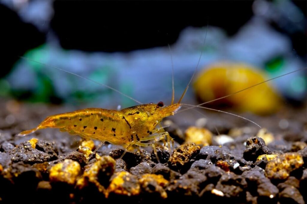 TANGERINE TIGER SHRIMP - Chibi-Aquarium