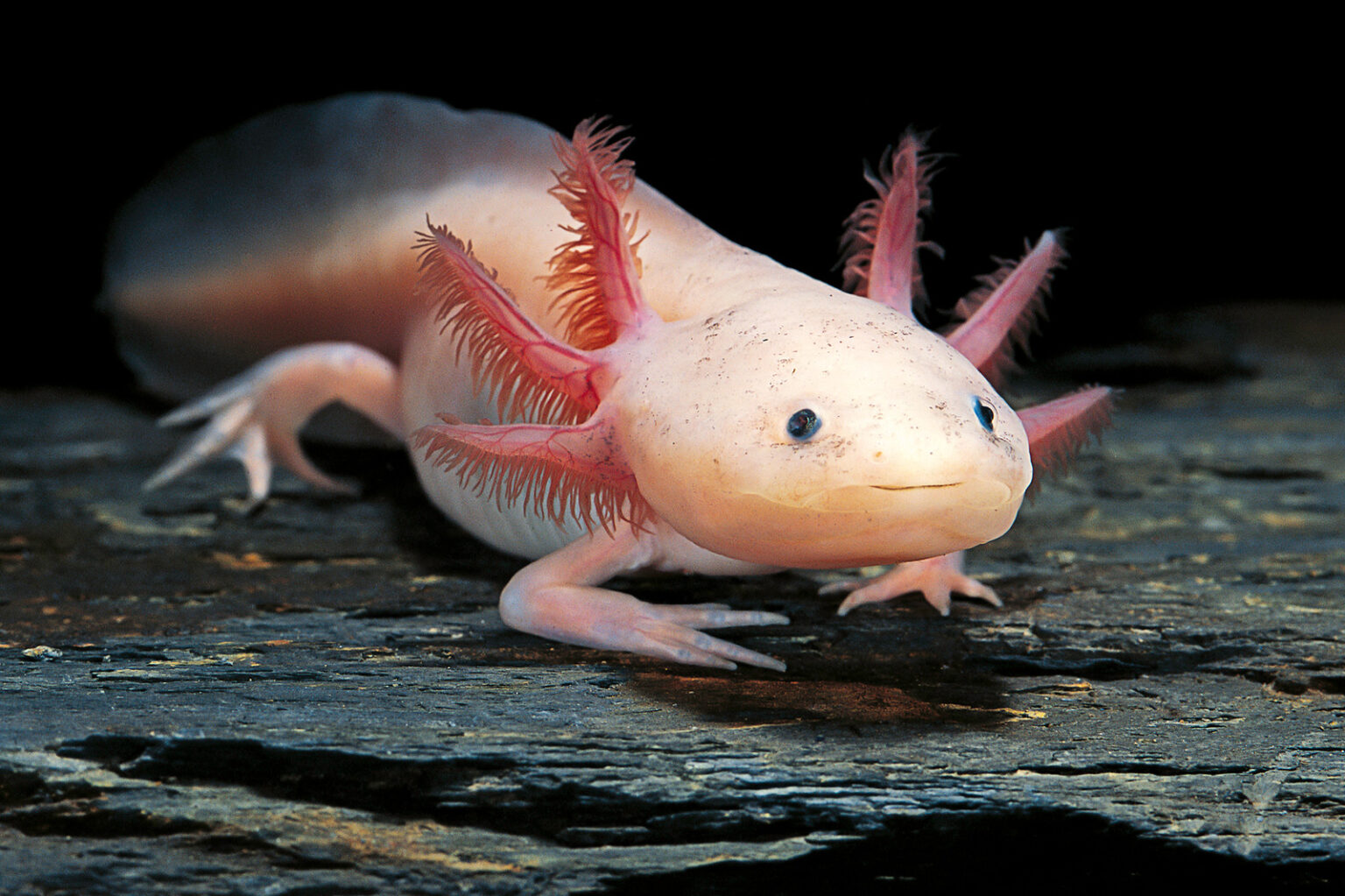 AXOLOTL - Chibi-Aquarium