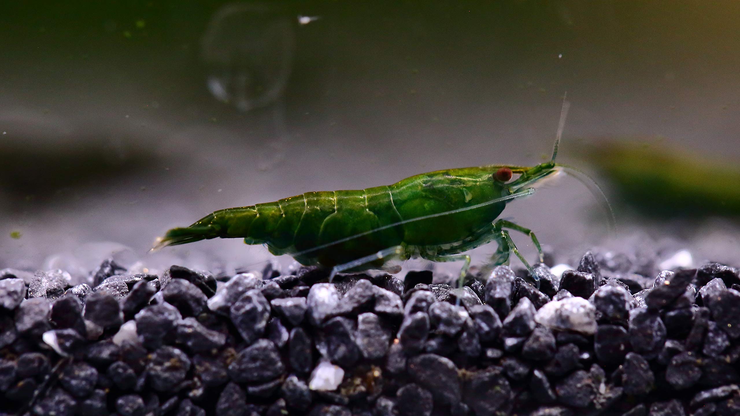 GREEN JADE SHRIMP - Chibi-Aquarium