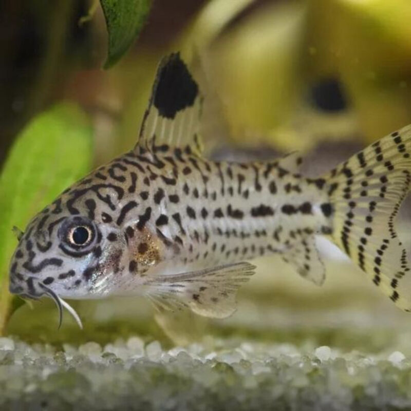 Corydoras Catfish - Chibi-Aquarium