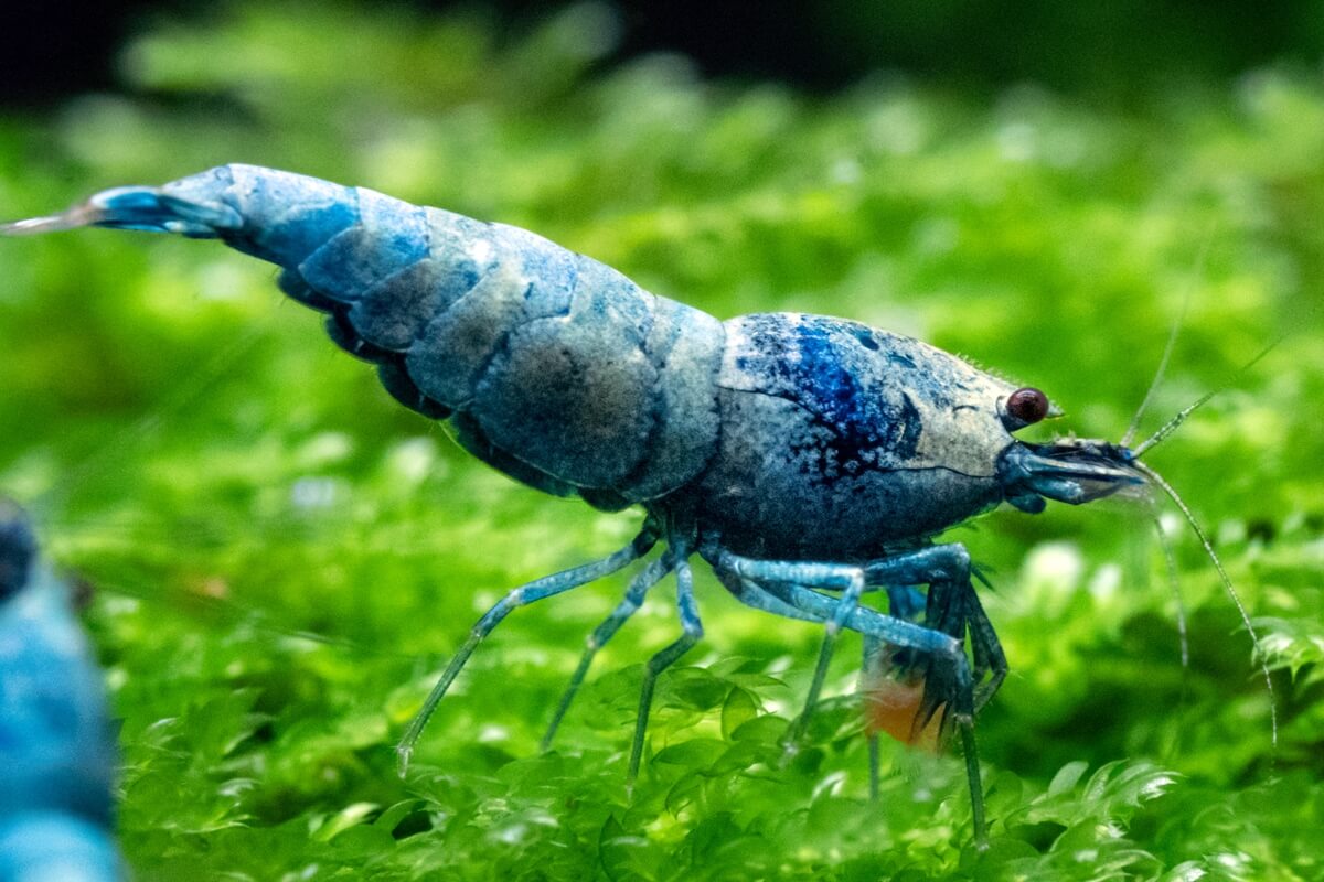 BLUE BOLT SHRIMP - Chibi-Aquarium