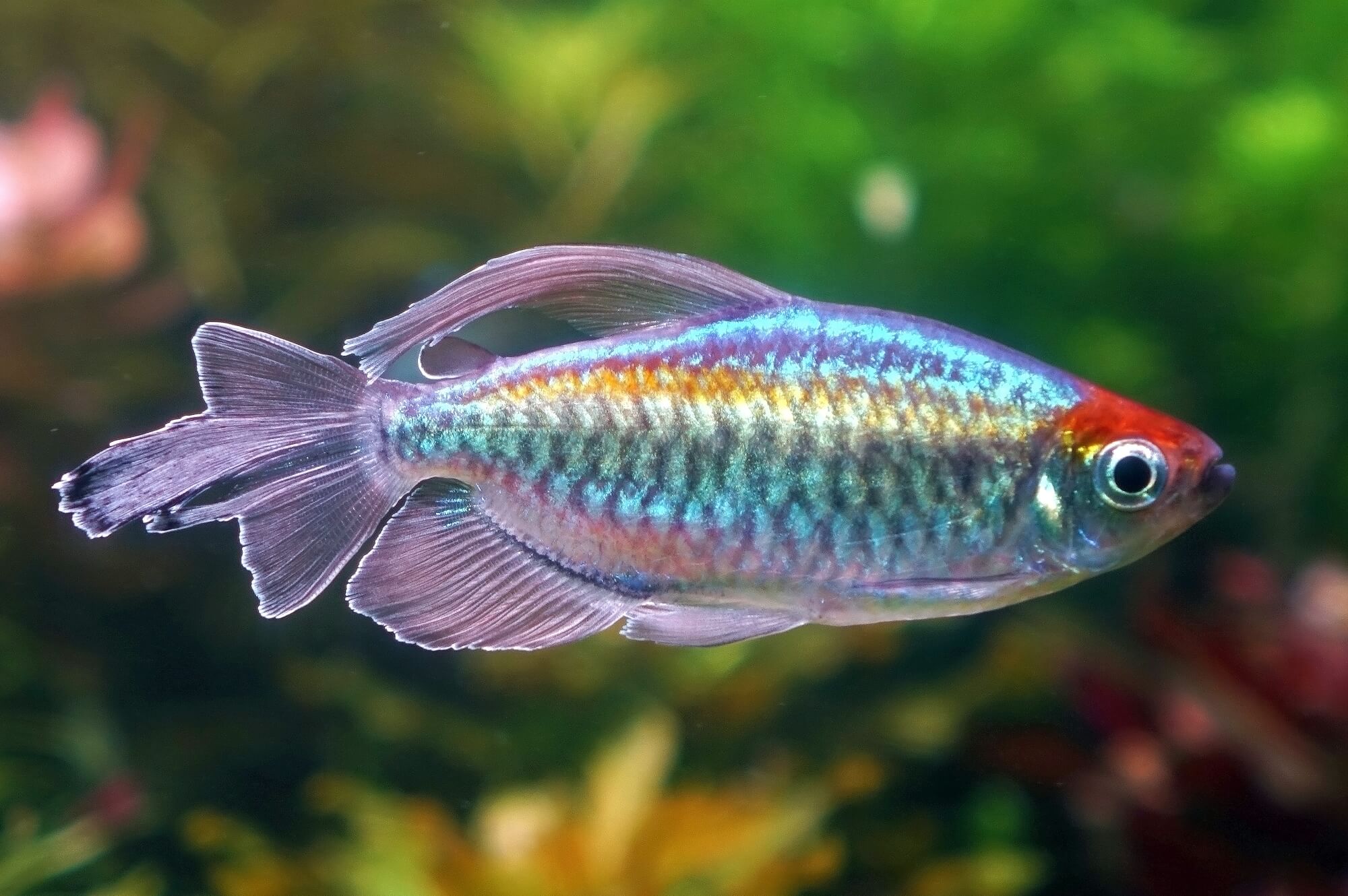 CONGO TETRA - Chibi-Aquarium