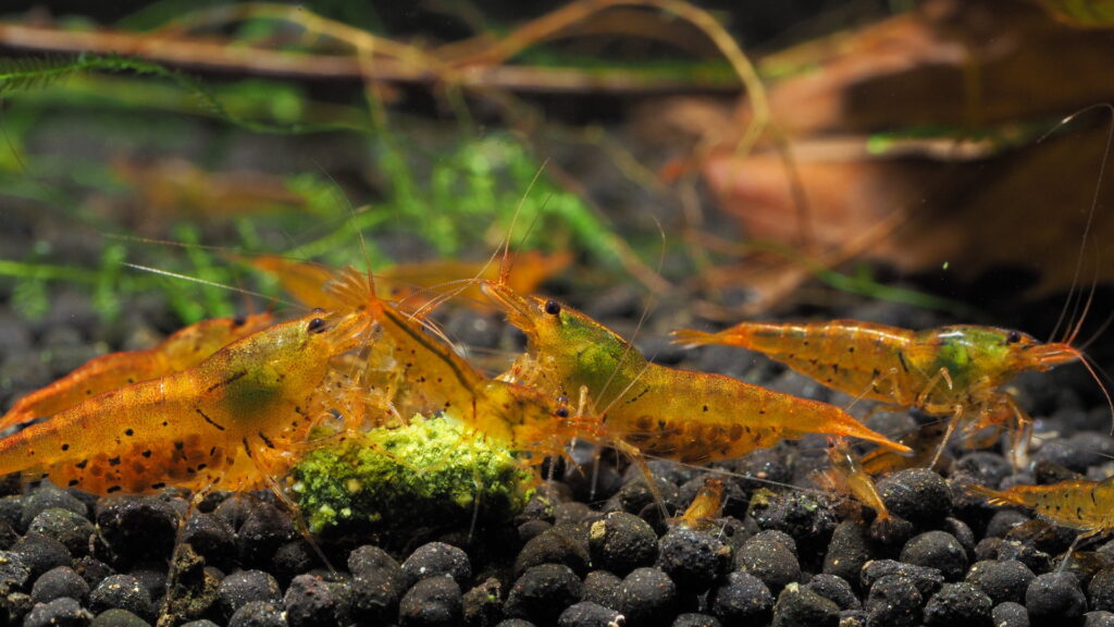 TANGERINE TIGER SHRIMP - Chibi-Aquarium