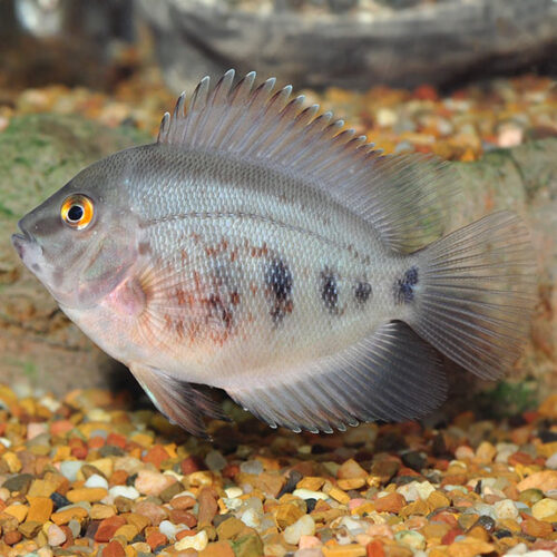 Uaru Cichlid - Chibi-aquarium