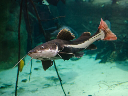 RED TAIL CATFISH - Chibi-Aquarium