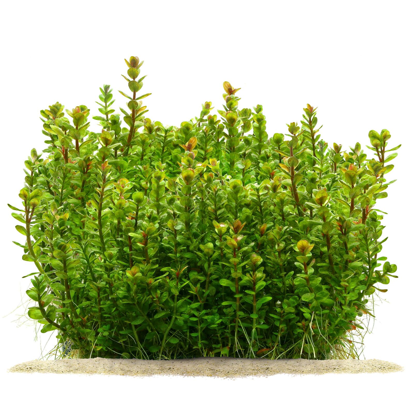 Indian Rotala ROTALA INDICA (INDIAN TOOTHCUP) - Chibi-Aquarium