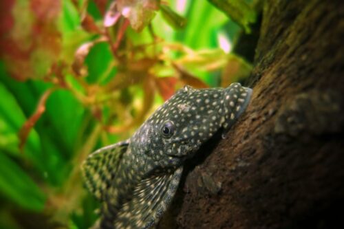 RUBBER LIP PLECO - Chibi-Aquarium