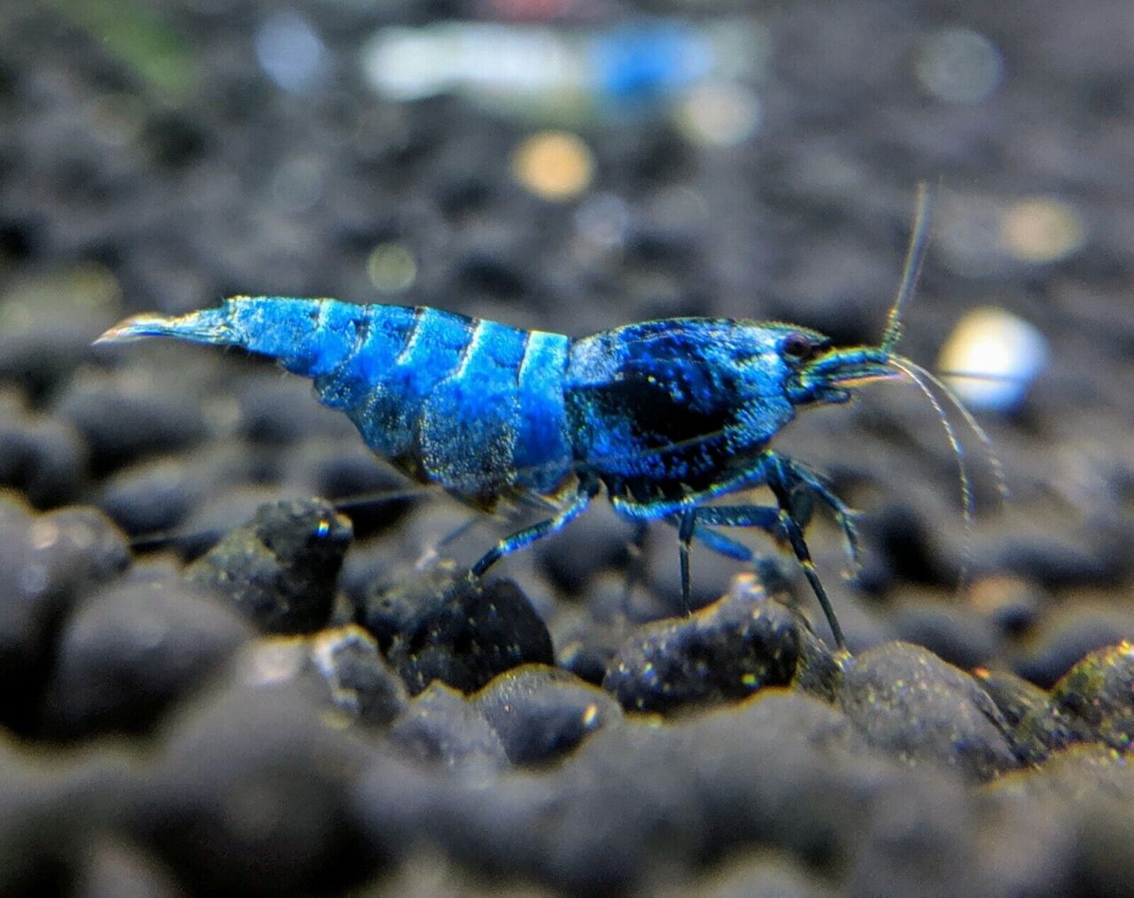 BLUE BOLT SHRIMP - Chibi-Aquarium