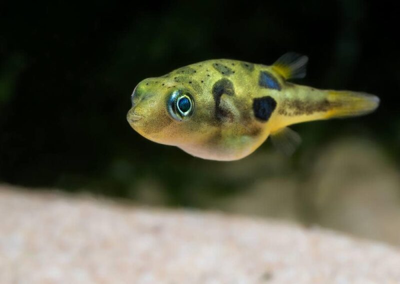 FRESHWATER PUFFER FISH - Chibi-Aquarium